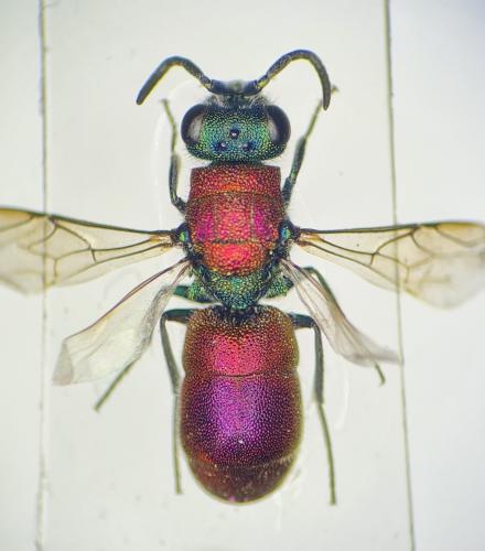 Chrysura laevigata
